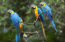 Amazon Jungle 3-Day Tour from Puerto Maldonado