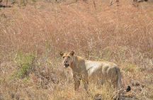 2 Days -1 Night - Safari to Mikumi National Park from Zanzibar