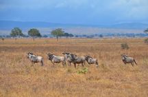 2 Days -1 Night - Safari to Mikumi National Park from Zanzibar