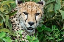 7 Days Tanzania Wildlife Safari & Cultural Tour