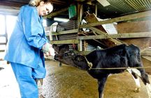 Rio Celeste Funny Milking & Farming Experience