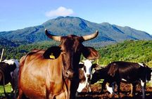 Rio Celeste Funny Milking & Farming Experience