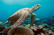 Monkey Tour; Salaam Cave; Paje Beach; The Rock; Kuza Cave Tour