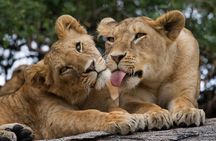 Nairobi National Park, Elephant Orphanage and Giraffe Centre
