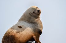 Vancouver's Intimate West Coast Whale Watching Experience