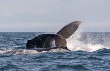 Vancouver's Intimate West Coast Whale Watching Experience