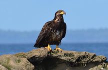 Vancouver's Intimate West Coast Whale Watching Experience