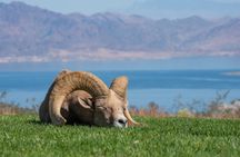 From Las Vegas Lake Mead Wildlife and Seven Magic Mountains