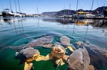 From Las Vegas Lake Mead Wildlife and Seven Magic Mountains