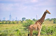 Early Morning Group Joining Safari To Nairobi National Park