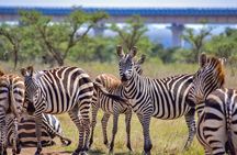 Early Morning Group Joining Safari To Nairobi National Park
