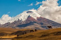 Cotopaxi Volcano Full-Day Tour from Quito