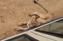 4 Days Serengeti NP, Ngorongoro Crater & Tarangire NP Safari