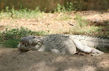 Yala National Park Safari from Hambantota port (Shore Excursion)