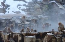 Snow Monkey Park Private Tour from Tokyo with licensed guide