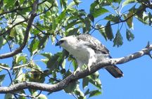 Kalapathar Sunrise, Birdwatching and Village Tour