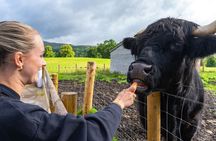 From Inverness: Cawdor Castle, Cairngorms and Highland Coos
