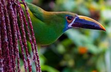 Cali: Birding | Birds of the Cali River - Bird Watching