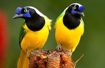 Cali: Birding | Birds of the Cali River - Bird Watching