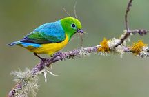 Cali: Birding | Birds of the Cali River - Bird Watching