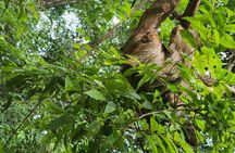 wildlife Monkey Sloth west Bay Beach with Pool Island Tour
