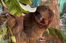 wildlife Monkey Sloth west Bay Beach with Pool Island Tour