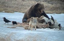 Yellowstone Winter Wildlife with Snowshoeing VIP Experience
