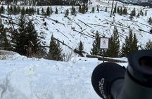 Yellowstone Winter Wildlife with Snowshoeing VIP Experience