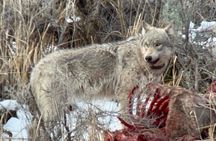 Yellowstone Winter Wildlife with Snowshoeing VIP Experience