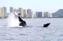 BYOB Sunset Whale Watching Cruise 