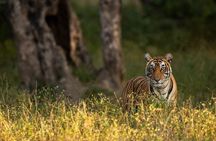 7 Day Golden Triangle Tour with Bharatpur Ranthambore