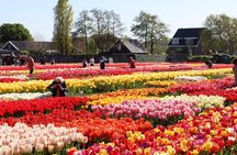 Amsterdam: Half Day Tour Tulip Fields and Tulip Experience