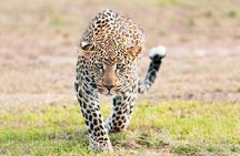 2-Day Safari from Zanzibar to Serengeti & Ngorongoro