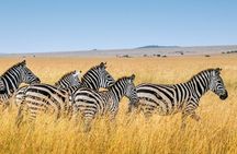 2-Day Safari from Zanzibar to Serengeti & Ngorongoro