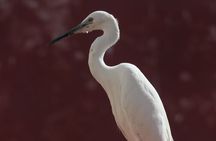 El Jadida Day Trip from Casablanca Azemmour Excursion included