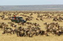 3 Days and 2 Night Maasai Mara Group Safari Tour 