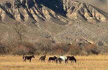 Charyn Canyon and Black Canyon 1 Day Private Tour 