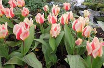 Keukenhof Tulip Tour Small Group Hidden Windmills and Delft