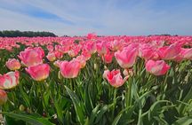 Keukenhof Tulip Tour Small Group Hidden Windmills and Delft