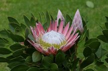 Private Tour: Table Mountain and Penguins visit