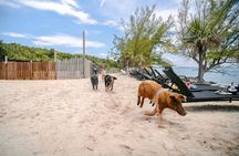 Swimming Pigs Of Rose Island & Beach Day - Group Tour
