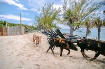 Swimming Pigs Of Rose Island Express Water Taxi Nassau Bahamas