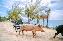 Swimming Pigs Of Rose Island & Beach Day - Group Tour