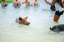 Swimming Pigs Of Rose Island & Beach Day - Group Tour