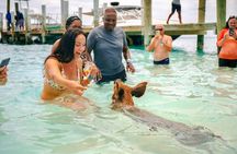 Fast Track Swimming Pigs Encounter