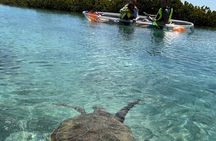 Clear Kayak Eco Tour Explore Mangroves and Meet the Turtles