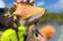 Clear Kayak Eco Tour Explore Mangroves and Meet the Turtles