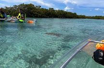 Clear Kayak Eco Tour Explore Mangroves and Meet the Turtles