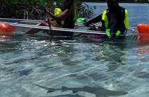 Providenciales Clear Kayak Mangrove & Turtle Eco Tour