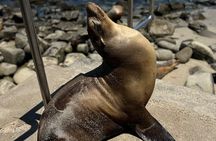 Guided Historic La Jolla Village Walking Tour
